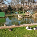 ... et dire bonjour aux canards.